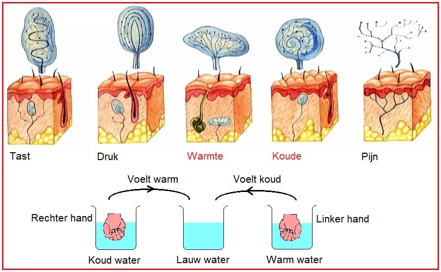 Temperatuurreceptoren