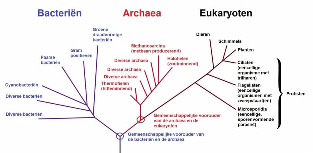 Archaea 3 Treeoflive2