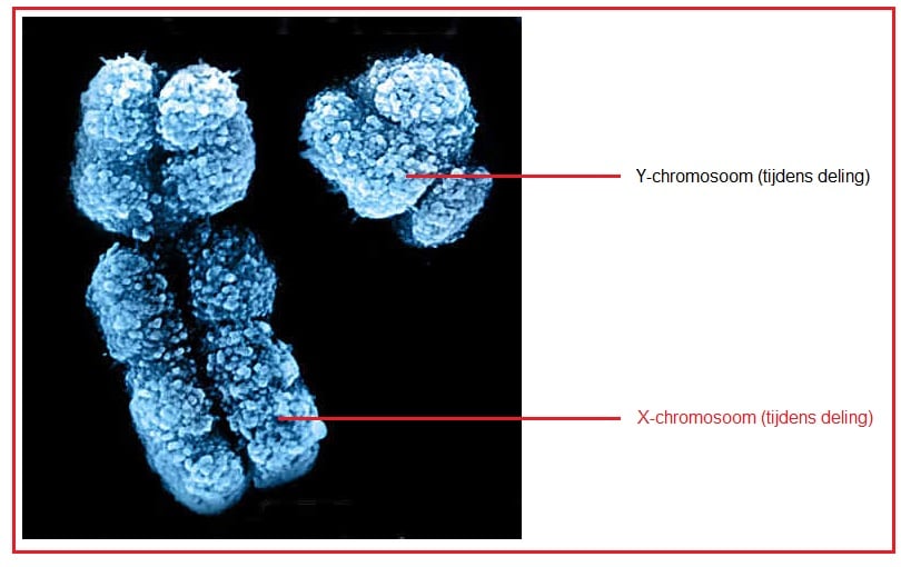 X chromosoom