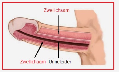 Zwellichamen