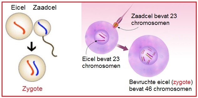 Zygote