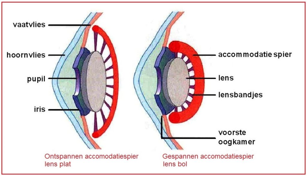Accommoderen 5 accomodatiespier2
