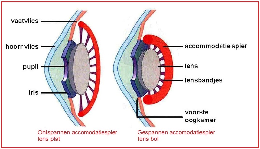 accomodatiespier2