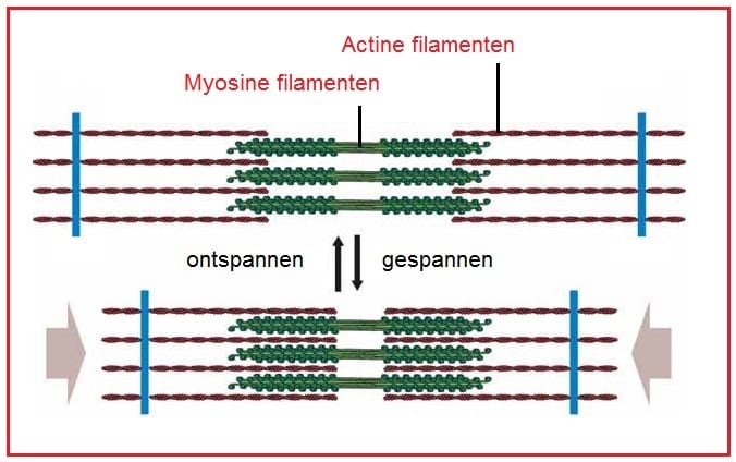 actineenmyosine