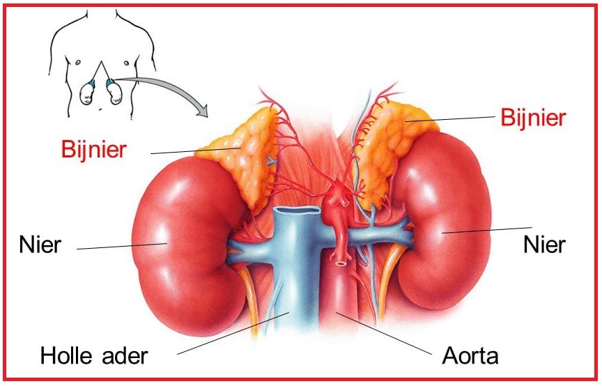 bijnieren