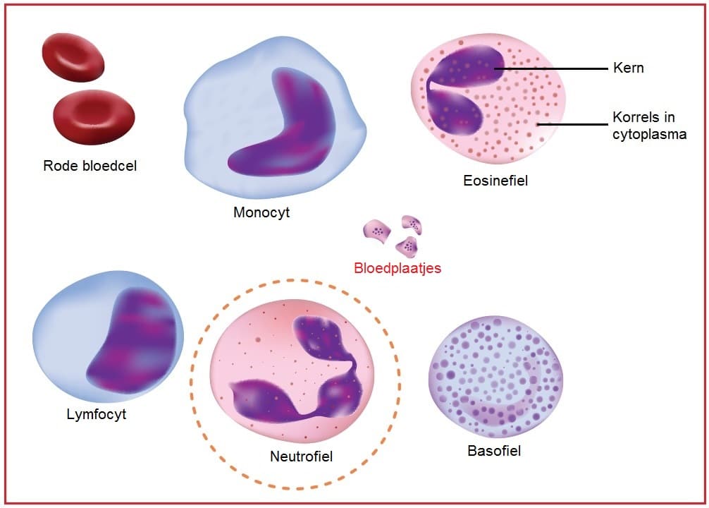 bloedplaatjes