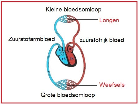 bloedsomloop