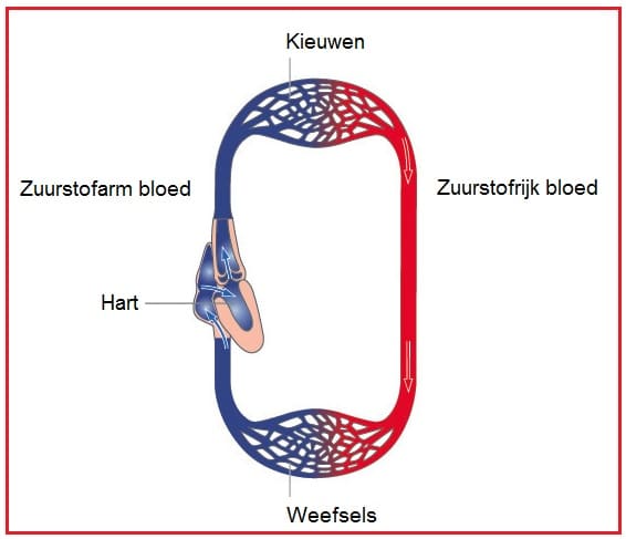 bloedsomloopenkel