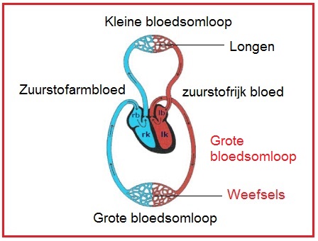 bloedsomloopgroot