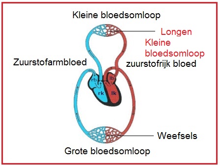 bloedsomloopklein