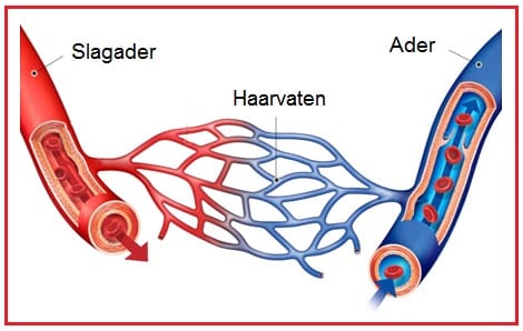 bloedvaten