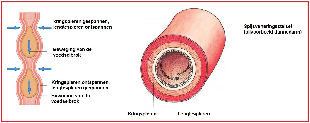 darmperistaltiek