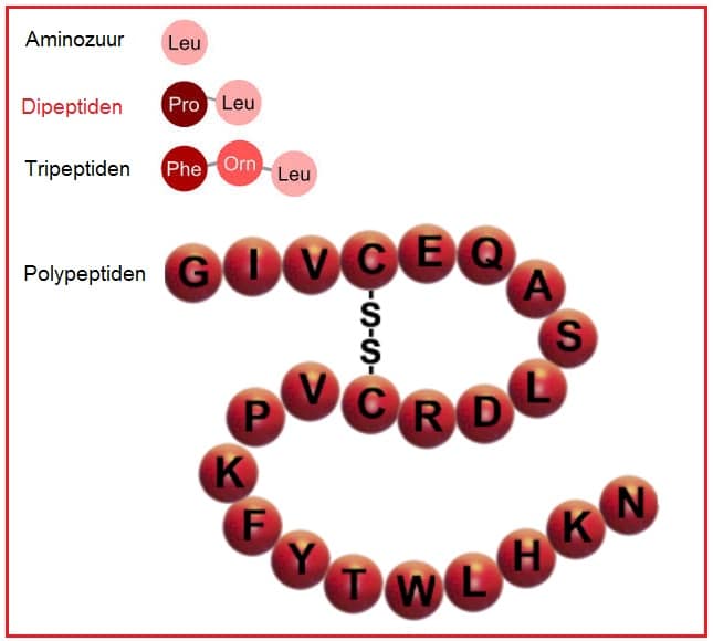 dipeptiden