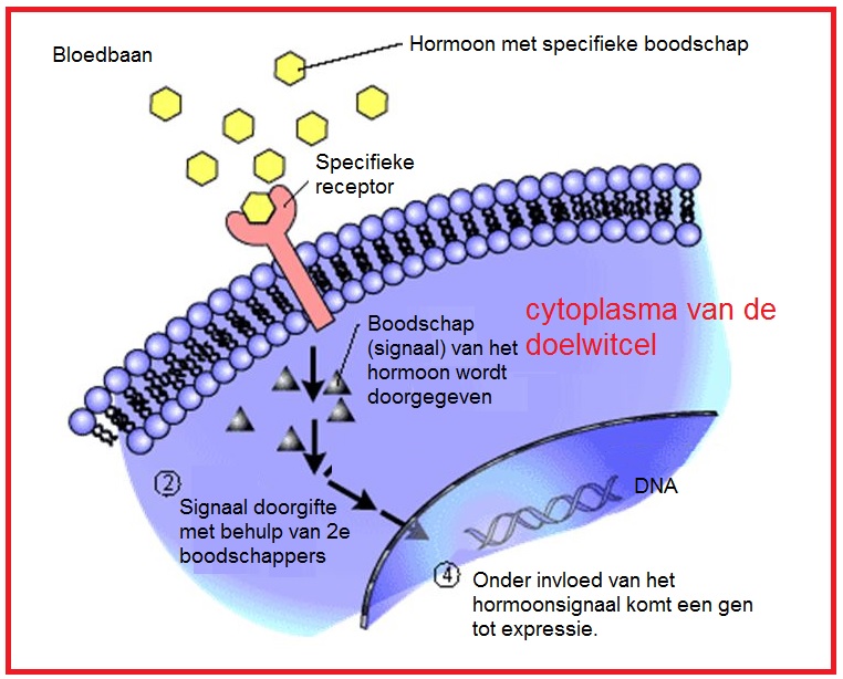 doelwitorgaan