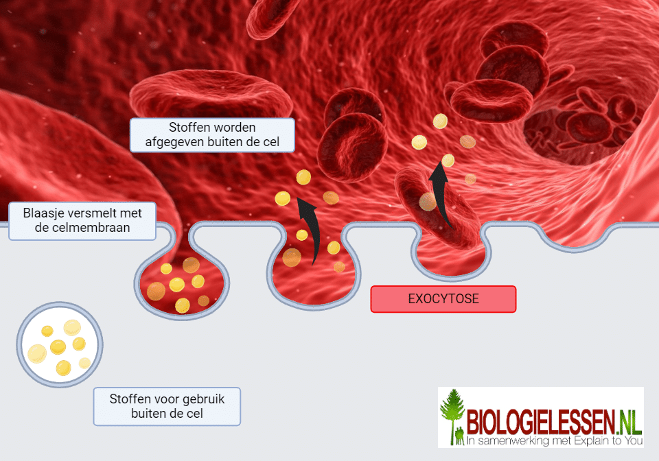 exocytose 1