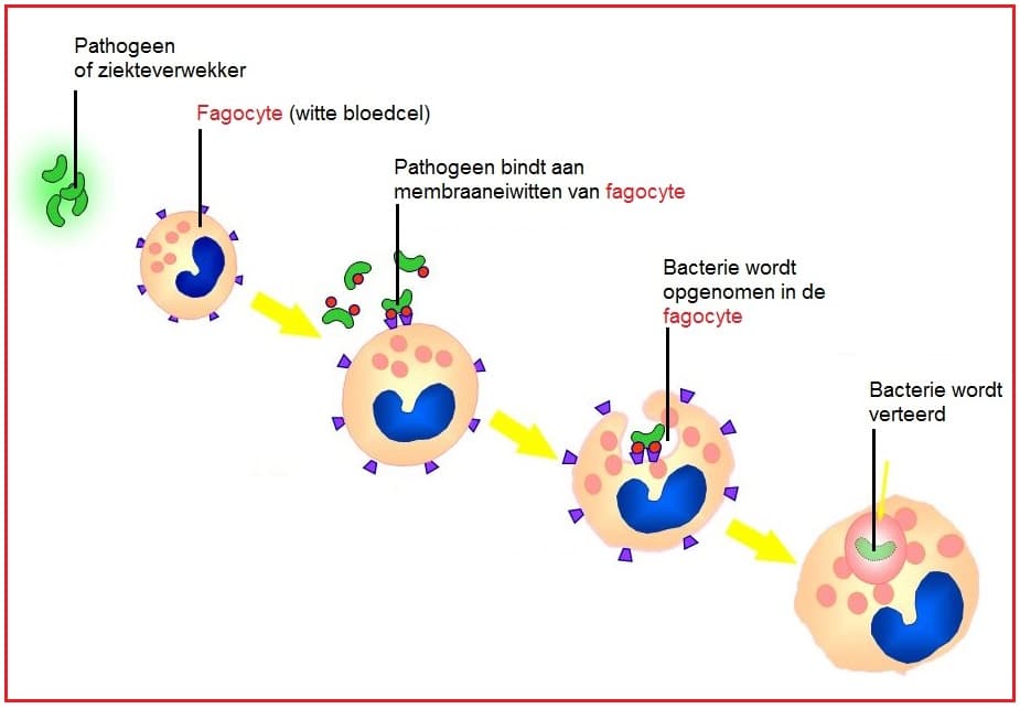 fagocyte