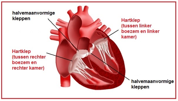 hartkleppen