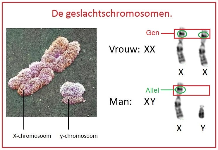 X-chromosomaal 1 xenychromosoom 1