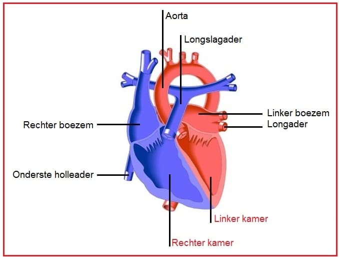 Kamers