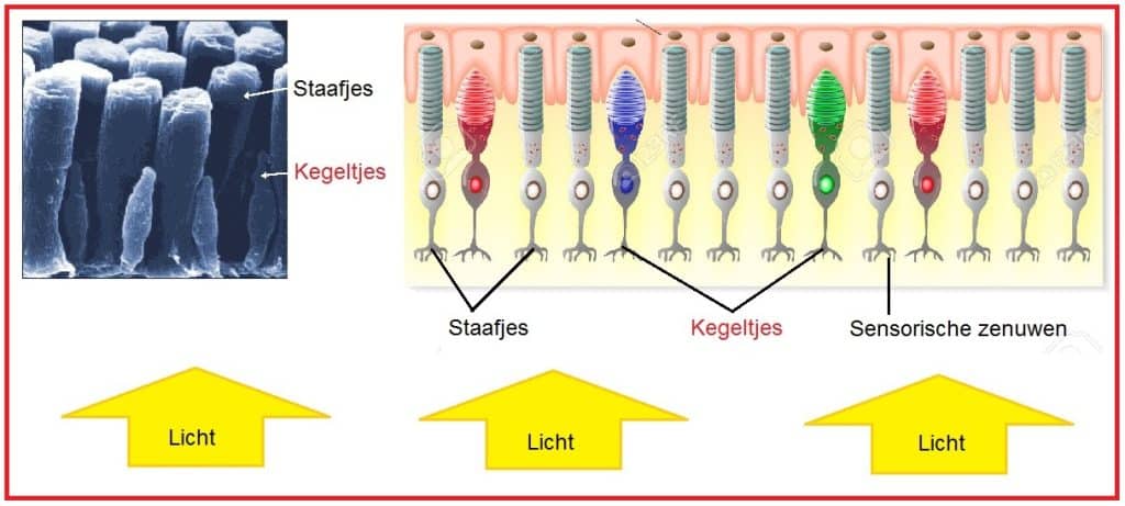 Kegeltjes in netvlies