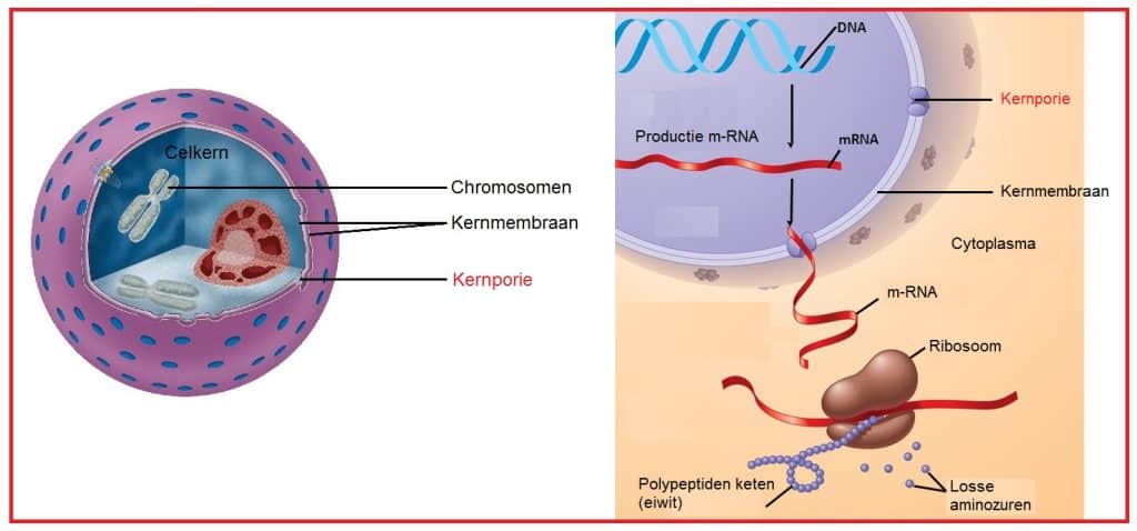 Kernporiën 5 Kernporie