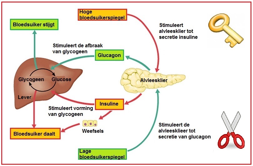 Koolhydraatsofwisseling2