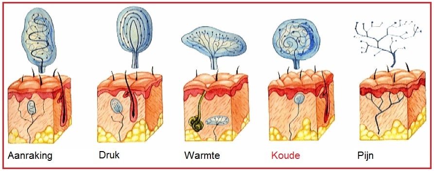 Koudereceptor