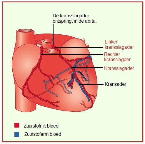 Kransslagaderlinksenrechts