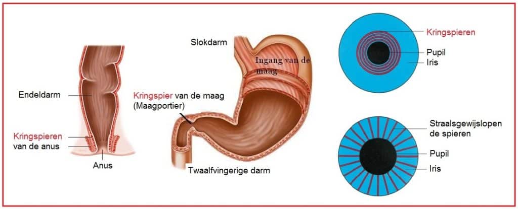 Kringspieren 9 Kringspieren