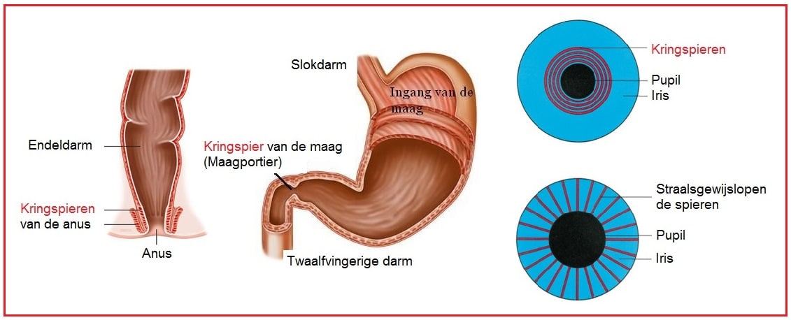 Kringspieren