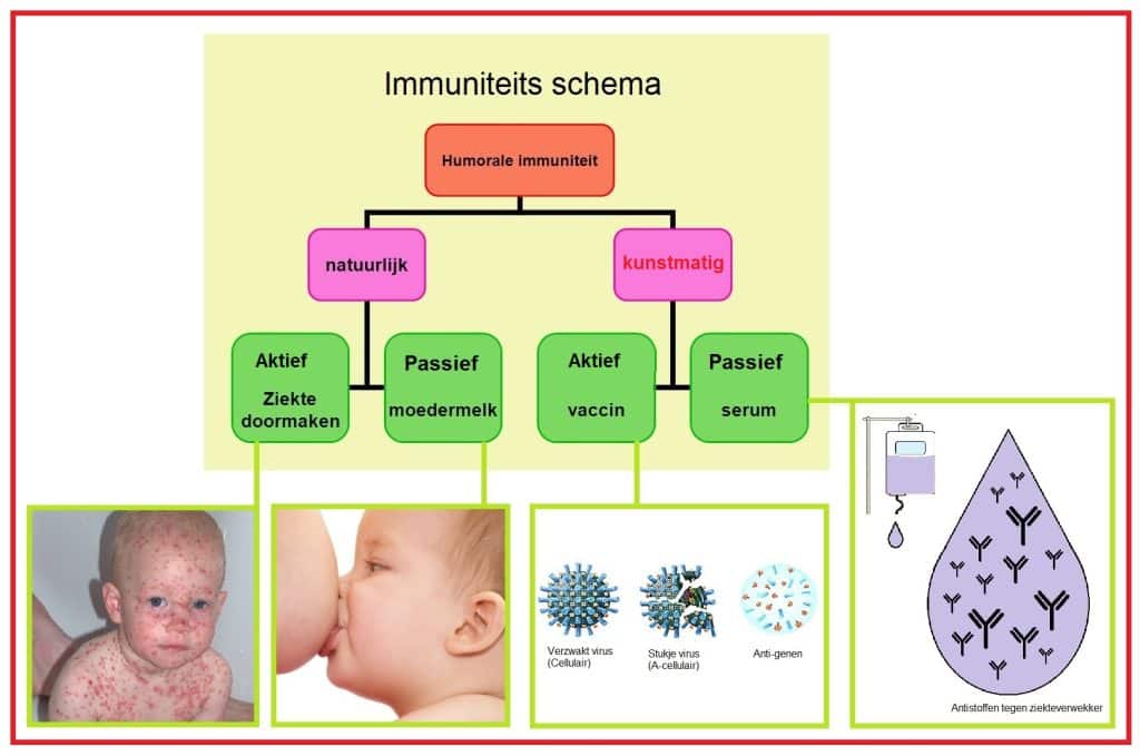 Kunstmatige immuniteit 3 KunstmatigeImmuniteitactief