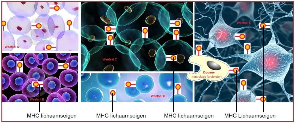 Lichaamseigen 10 Lichaamseigen