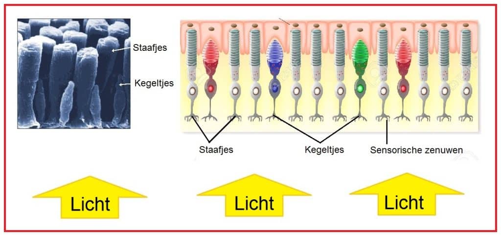 Lichtgevoelige pigmenten 6 Lichtgevoeligepigmenten2