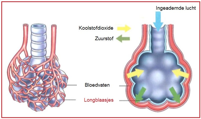 Longblaasjes