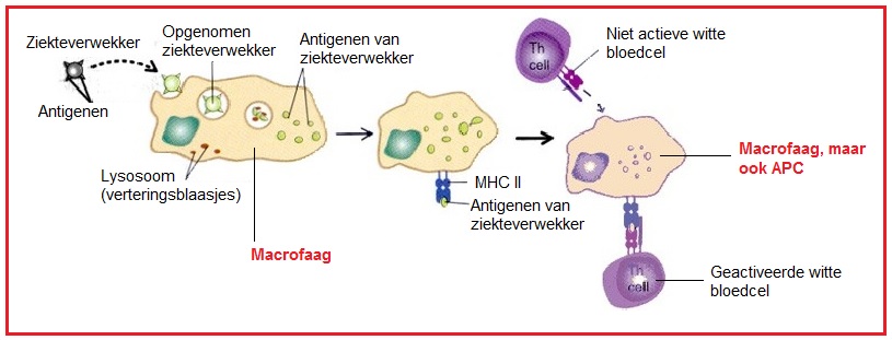 Macrofaag