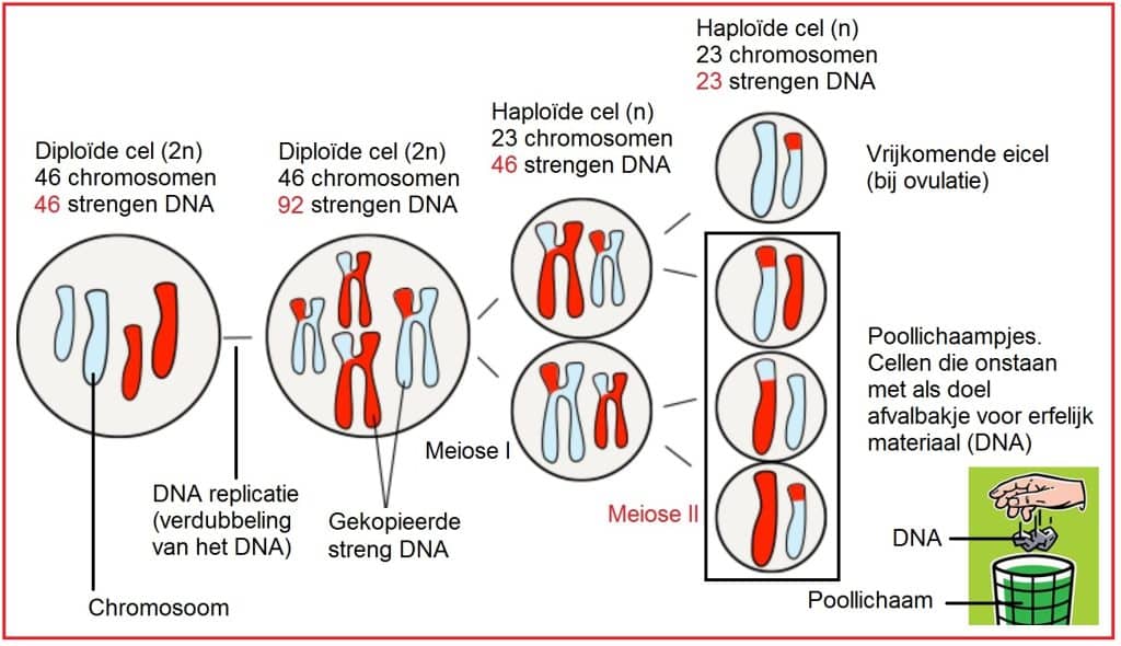 Meiose 2 11 MeioseIIvrouw