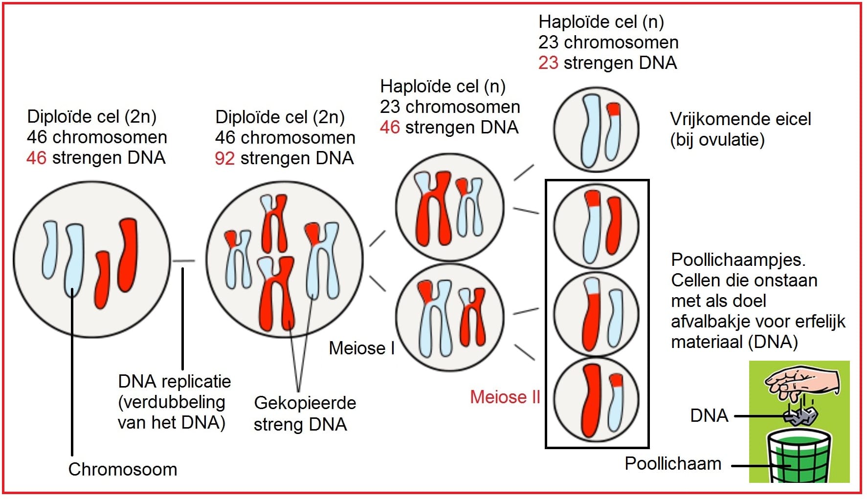 MeioseIIvrouw