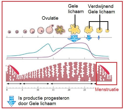 Menstruatie