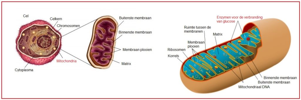 Mitochondriën 6 Mitochondrien