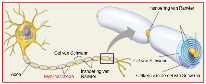 Myelineschede