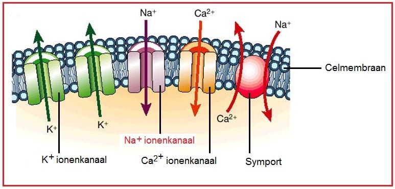 Natriumionenkanalen