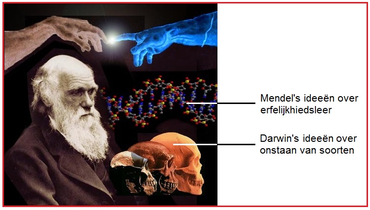 Neodarwinisme