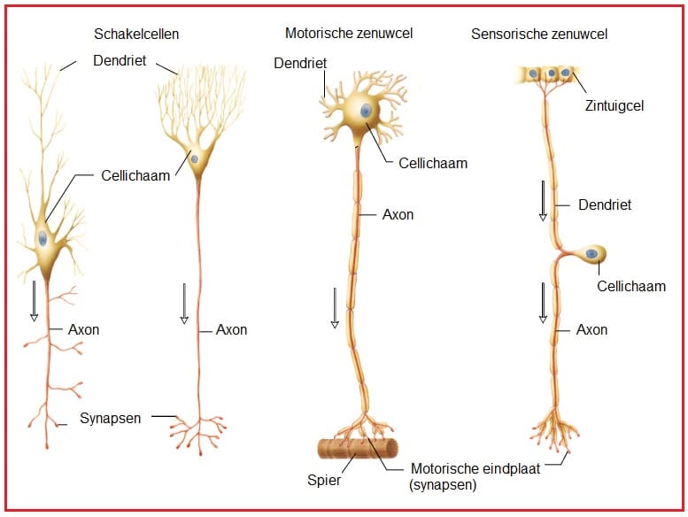 Neuronen