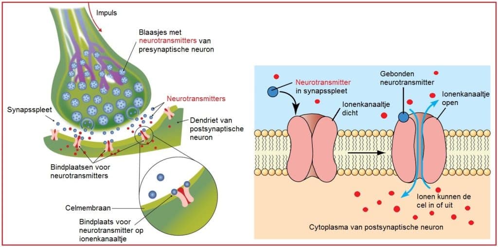 Neurotransmitters 9 Neurotransmitters