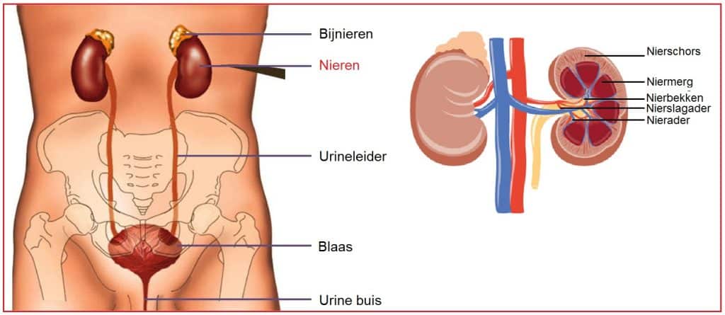 Nieren 3 Nieren
