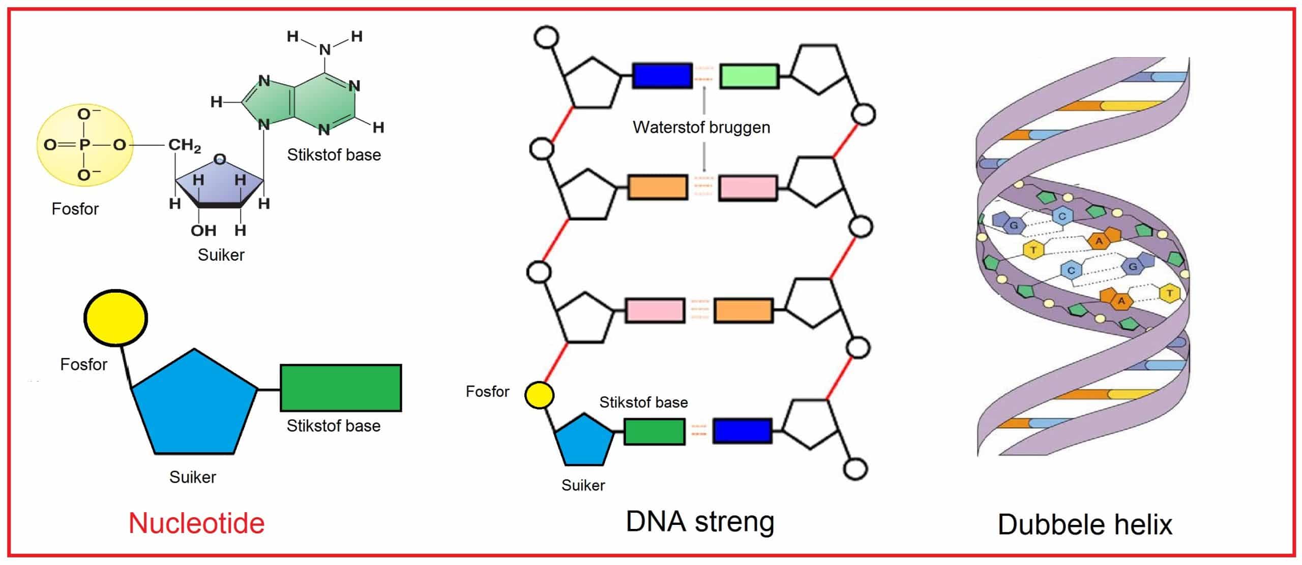 Nucleotide scaled