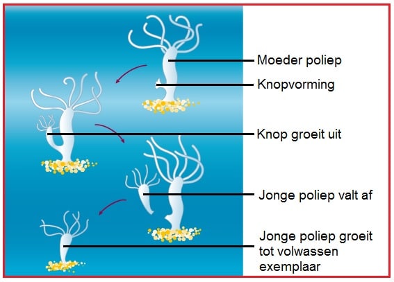 Ongeslachtelijkevp