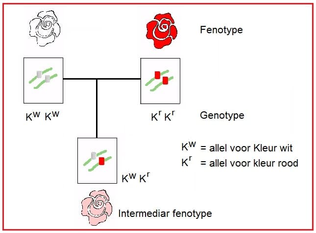 Onvolledigdominant