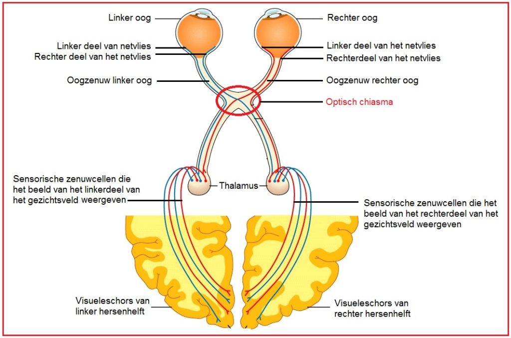 Optisch chiasma 5 Optischchiasma