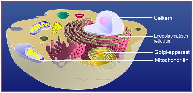 Organellen